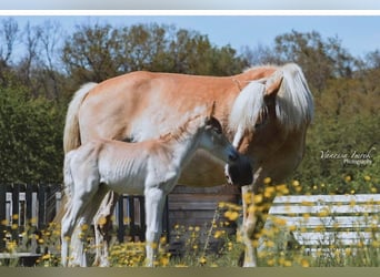 Haflinger, Mare, 16 years, 14.1 hh, Chestnut-Red
