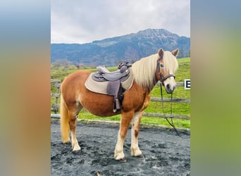 Haflinger, Mare, 16 years, 14.2 hh, Champagne