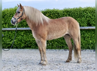 Haflinger, Mare, 16 years, 14.2 hh, Chestnut-Red
