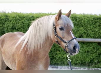 Haflinger, Mare, 16 years, 14.2 hh, Chestnut-Red