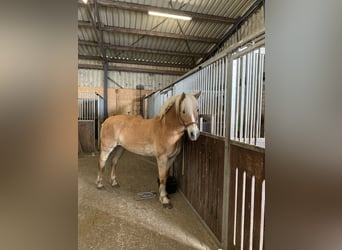 Haflinger, Mare, 16 years, 14.2 hh, Dun