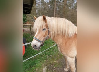 Haflinger, Mare, 16 years, 14.2 hh
