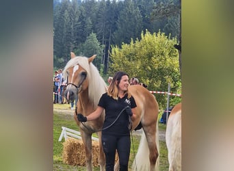 Haflinger, Mare, 16 years, 14 hh