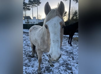 Haflinger, Mare, 16 years, 14,2 hh, Palomino