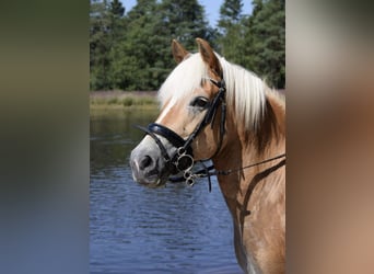 Haflinger, Mare, 17 years, 14,1 hh, Brown-Light