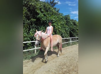 Haflinger, Mare, 17 years, 14.1 hh, Chestnut-Red