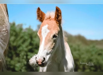 Haflinger, Mare, 17 years, 14.1 hh, Chestnut-Red