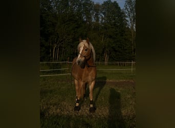 Haflinger, Mare, 17 years, 14.2 hh, Chestnut-Red