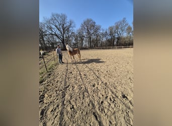 Haflinger, Mare, 17 years, 14.2 hh, Chestnut-Red