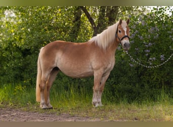Haflinger, Mare, 17 years, 14,1 hh, Chestnut-Red
