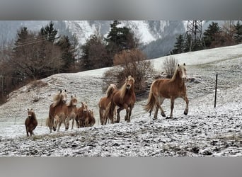 Haflinger, Mare, 17 years, 14,2 hh