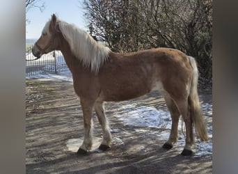 Haflinger, Mare, 17 years, 14,2 hh, Chestnut-Red