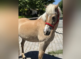Haflinger, Mare, 18 years, 14.2 hh, Brown-Light