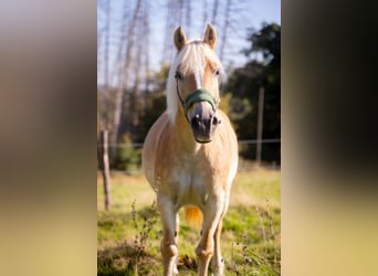 Haflinger, Mare, 18 years, 14.2 hh, Chestnut-Red