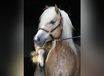 Haflinger, Mare, 18 years, 14.2 hh