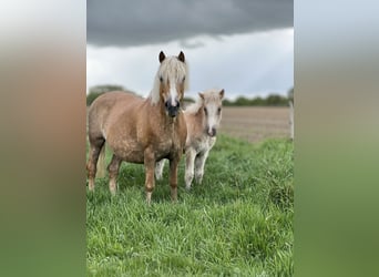 Haflinger, Mare, 18 years, 14.2 hh