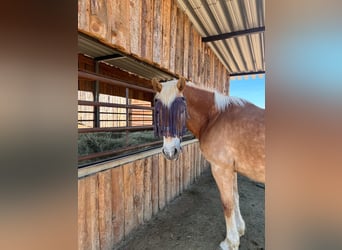 Haflinger Mix, Mare, 18 years, 14.2 hh