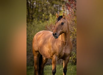 Haflinger Mix, Mare, 18 years, 14,1 hh, Dun
