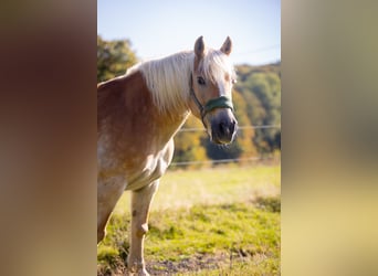 Haflinger, Mare, 18 years, 14,2 hh, Chestnut-Red