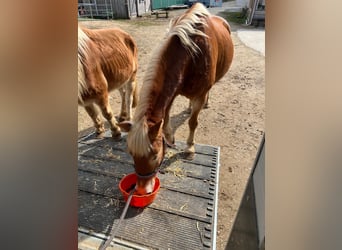 Haflinger Mix, Mare, 18 years, 14,2 hh