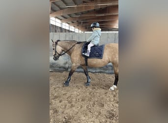 Haflinger Mix, Mare, 19 years, 13.2 hh, Dun