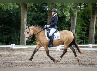 Haflinger Mix, Mare, 19 years, 13.2 hh, Dun