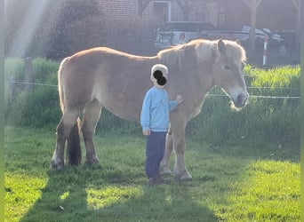 Haflinger, Mare, 19 years, 14.1 hh, Brown
