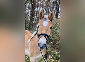 Haflinger, Mare, 19 years, 14.1 hh, Chestnut-Red