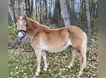 Haflinger, Mare, 19 years, 14.1 hh, Chestnut-Red