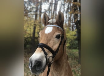 Haflinger, Mare, 19 years, 14.1 hh, Chestnut-Red
