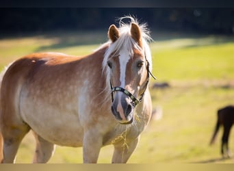 Haflinger, Mare, 19 years, 14.1 hh, Chestnut-Red
