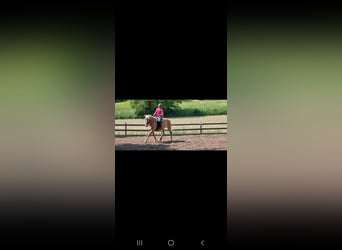 Haflinger, Mare, 19 years, 14.1 hh, Dun