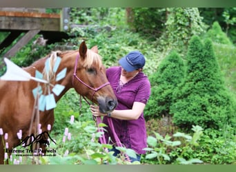 Haflinger Mix, Mare, 19 years, 14 hh, Chestnut-Red