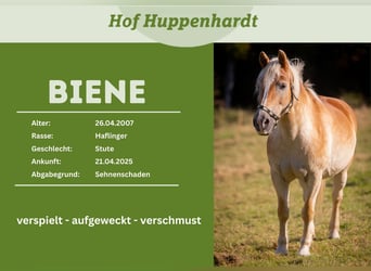 Haflinger, Mare, 19 years, 14,1 hh, Chestnut-Red
