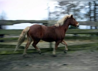 Haflinger Mix, Mare, 19 years, Chestnut-Red