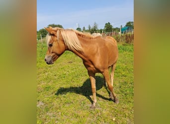 Haflinger Mix, Mare, 1 year, 12,2 hh, Chestnut-Red