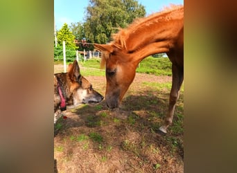 Haflinger Mix, Mare, 1 year, 12,2 hh, Chestnut-Red