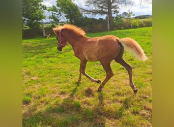 Haflinger Mix, Mare, 1 year, 12,2 hh, Chestnut-Red