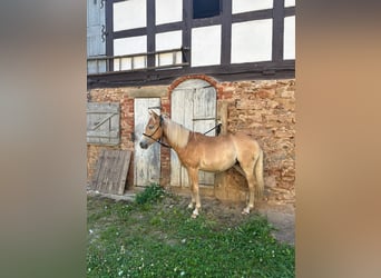 Haflinger Mix, Stute, 1 Jahr, 13,1 hh