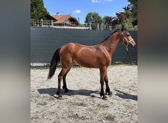 Haflinger Mix, Stute, 1 Jahr, 13,2 hh, Hellbrauner