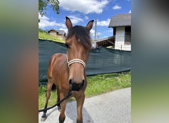 Haflinger Mix, Stute, 1 Jahr, 13,2 hh, Hellbrauner