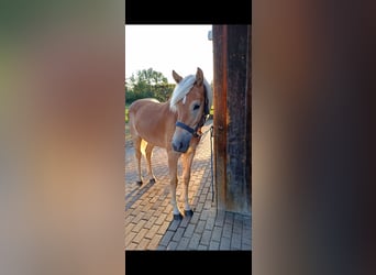 Haflinger, Mare, 1 year, 14,2 hh