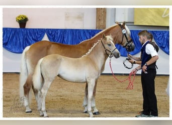 Haflinger, Mare, 1 year, 14.2 hh, Chestnut-Red