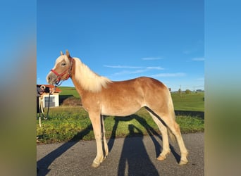 Haflinger, Mare, 1 year, 14,2 hh, Chestnut-Red