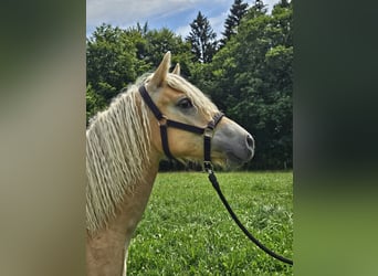 Haflinger, Mare, 1 year, 14.2 hh, Chestnut-Red