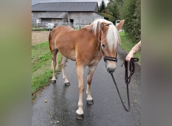 Haflinger, Mare, 1 year, 14,2 hh, Chestnut-Red