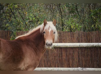 Haflinger, Mare, 1 year, 14,2 hh, Chestnut-Red