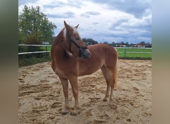 Haflinger, Mare, 1 year, 14,2 hh, Chestnut-Red