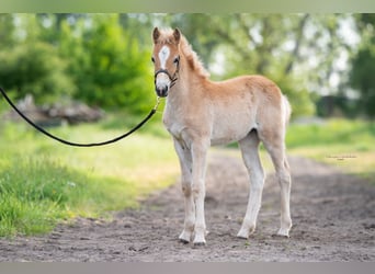 Haflinger, Mare, 1 year, 14.2 hh