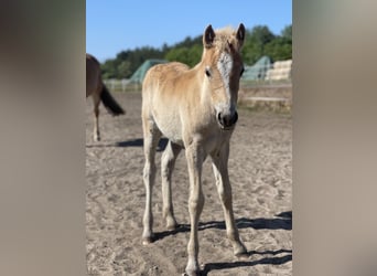 Haflinger, Mare, 1 year, 14.2 hh